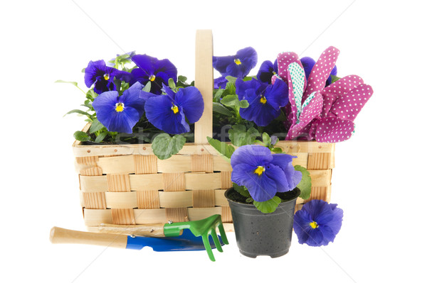 Stockfoto: Blauw · bloemen · tuingereedschap · mand · natuur · achtergrond