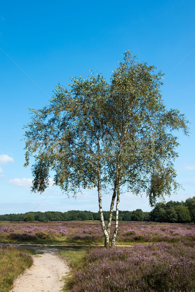 Birch tree in heather landscape Stock photo © ivonnewierink