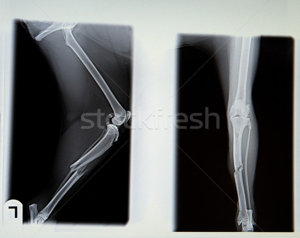 ストックフォト: X線 · 骨折した脚 · 犬 · 負 · 医療 · 健康