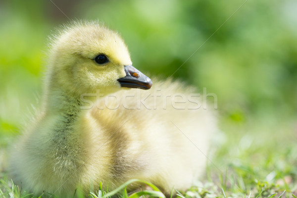 Little baby Canada goose Stock photo © ivonnewierink