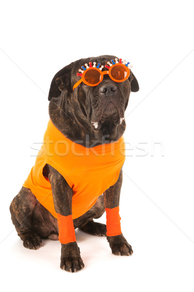 Kutya holland futball rajongó zászlók narancs Stock fotó © ivonnewierink