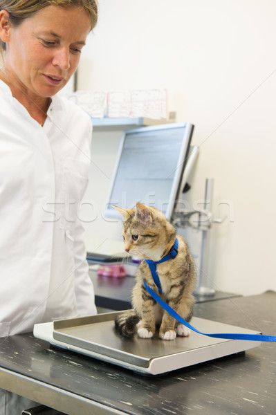 Wenig Katze Gewicht Maßstab Kätzchen Tierarzt Stock foto © ivonnewierink