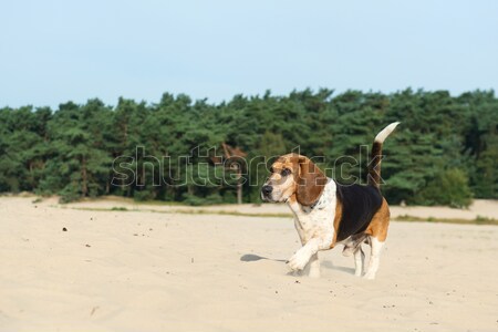 Foto d'archivio: Beagle · outdoor · natura · panorama · alberi · estate