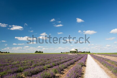 Old ruin in Lavender fields Stock photo © ivonnewierink