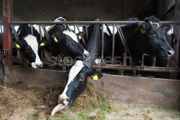 商業照片: 奶牛 · 穩定 · 黑白 · 吃 · 乾草 · 黑色