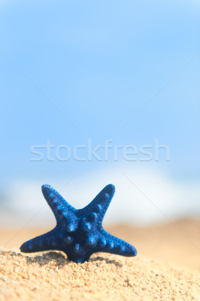 Zdjęcia stock: Rozgwiazda · plaży · niebieski · stałego · lata · podróży