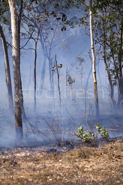 Incendios forestales humo llamas agua madera forestales Foto stock © ivonnewierink