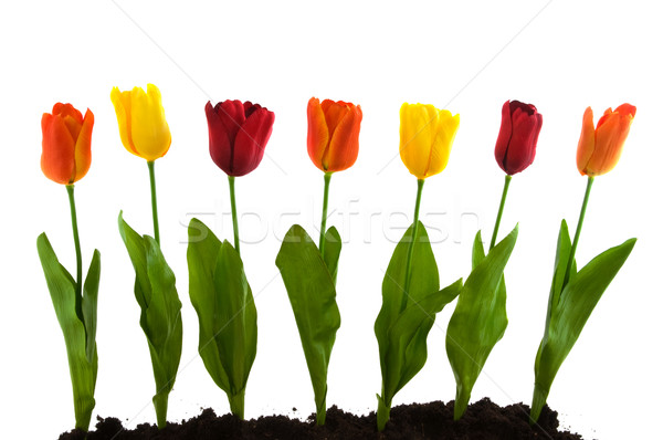 [[stock_photo]]: Rangée · coloré · soie · tulipes · jardin · Pâques