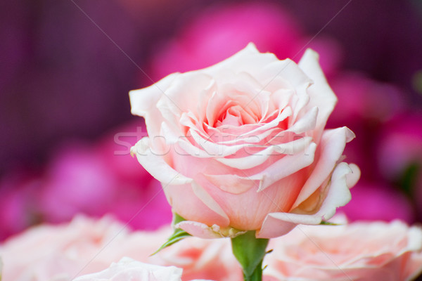 Stock foto: Ein · über · Bouquet · rosa · Rosen