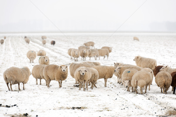 Flock of sheep in the snow Stock photo © ivonnewierink