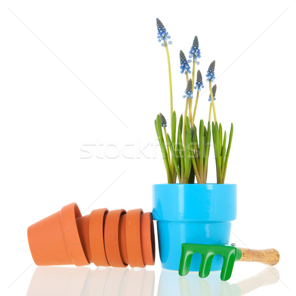 grape hyacinths for the garden Stock photo © ivonnewierink