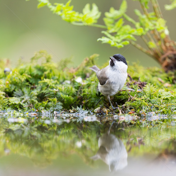 Marsh tit in tree Stock photo © ivonnewierink