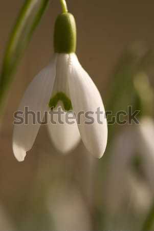 Stock foto: Schnee · Tropfen · Blume · Winter · Zeit · Blumen