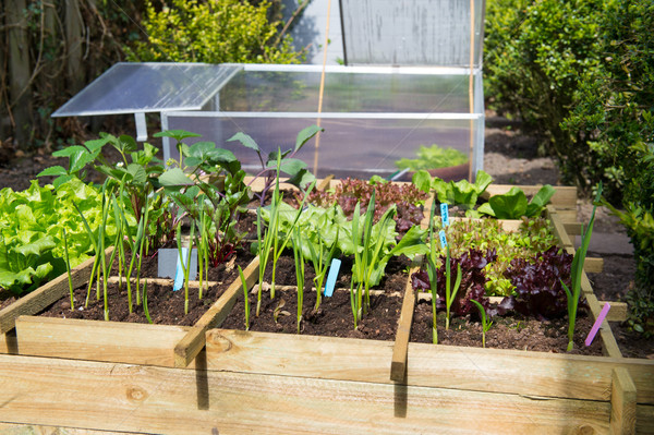 Plantaardige tuin groenten koud container aardbeien Stockfoto © ivonnewierink