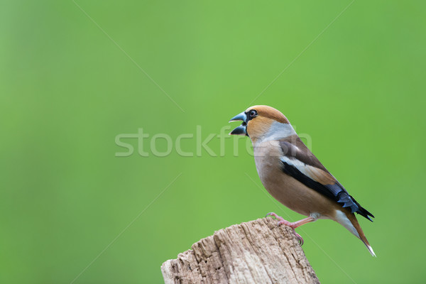 Hawfinch at water front Stock photo © ivonnewierink