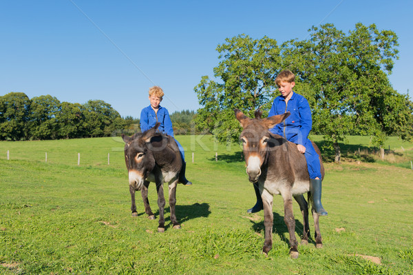 Farm Boys with their donkeys Stock photo © ivonnewierink