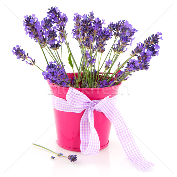 Stock photo: lavender in pink bucket