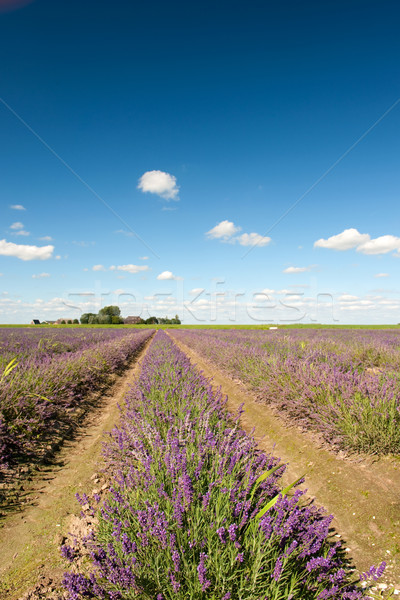 Dutch landscape with Lavender Stock photo © ivonnewierink