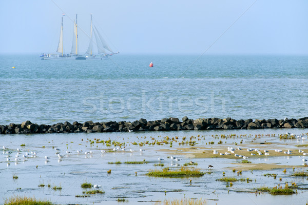Laag getij eiland natuur zee vogels Stockfoto © ivonnewierink