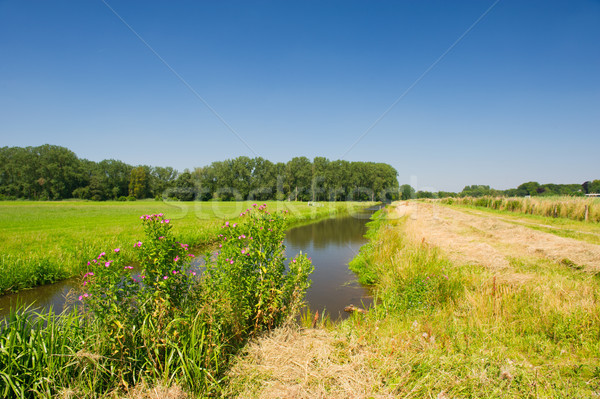 Paisaje Holanda naturaleza verano río Foto stock © ivonnewierink