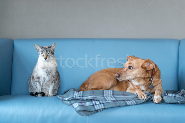 Pisică câine albastru modern bancă trece Imagine de stoc © ivonnewierink