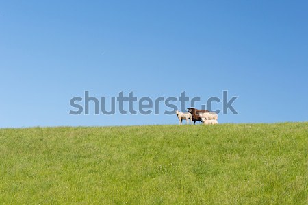Sheep on dike Stock photo © ivonnewierink