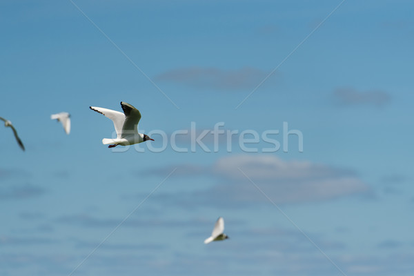 Black-headed gull flying in the air Stock photo © ivonnewierink