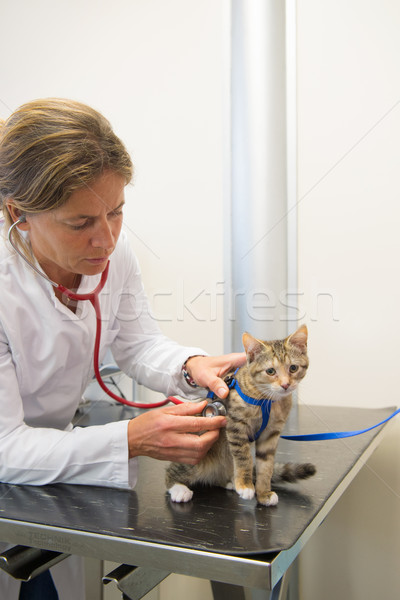 Stockfoto: Dierenarts · onderzoeken · weinig · kat · onderzoek · vrouw