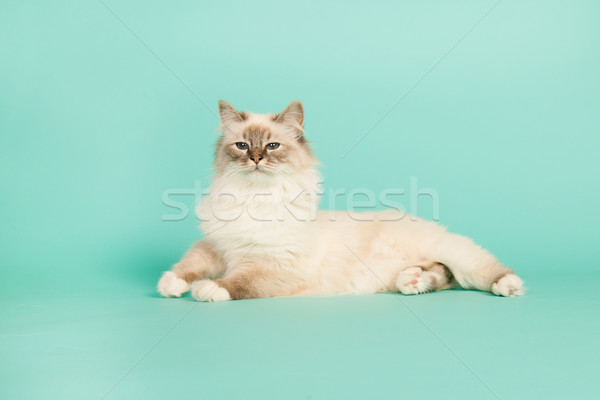 Katze Porträt grünen blau Tier Studio Stock foto © ivonnewierink