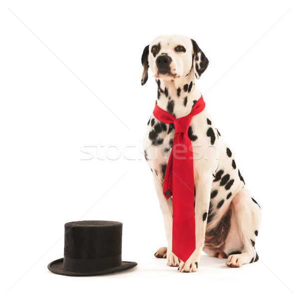 Dog as groom Stock photo © ivonnewierink
