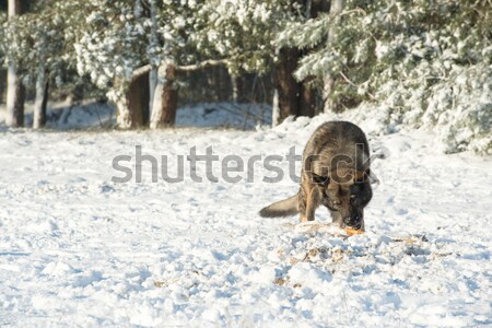 Dog in the snow Stock photo © ivonnewierink