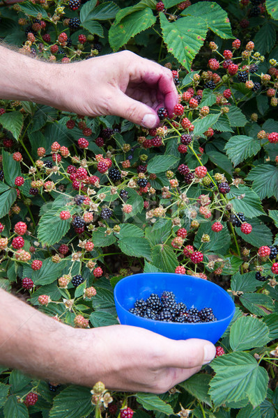 Bramen BlackBerry bush handen vruchten Stockfoto © ivonnewierink
