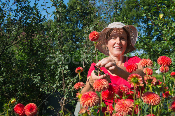 Woman in flower garden Stock photo © ivonnewierink