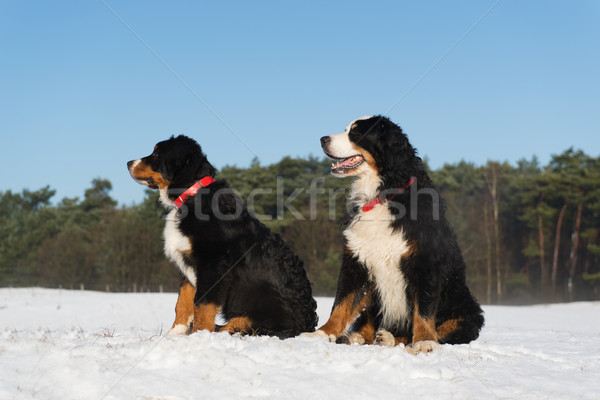 Berner Sennenhunden in snwo landscape Stock photo © ivonnewierink