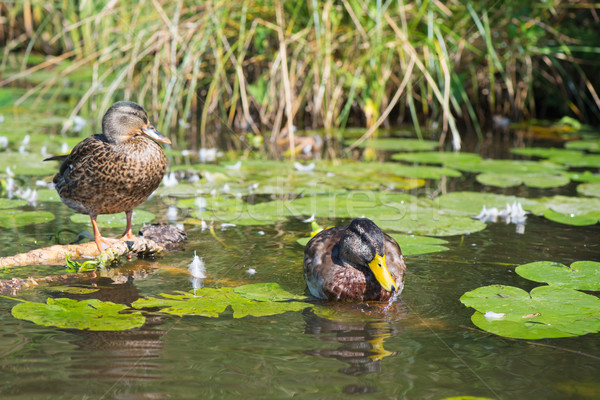Couple Mallard ducks Stock photo © ivonnewierink