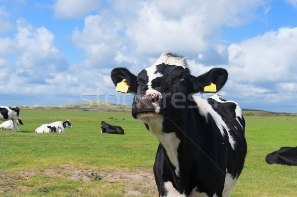 Zdjęcia stock: Krów · holenderski · krajobraz · Holland · zielone