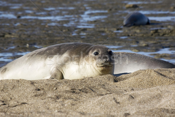Seal Stock photo © ivonnewierink