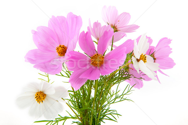 Alegre animado rosa blanco flores Foto stock © ivonnewierink