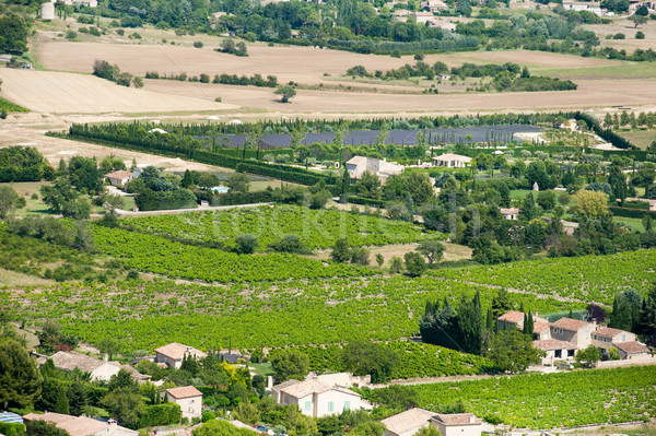Vineyard in France Stock photo © ivonnewierink
