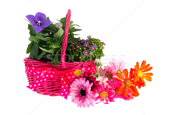 Pink Basket with blue flowers Stock photo © ivonnewierink