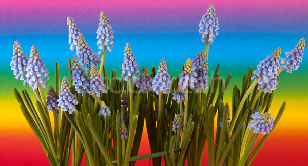 Blue grape hyacinths Stock photo © ivonnewierink