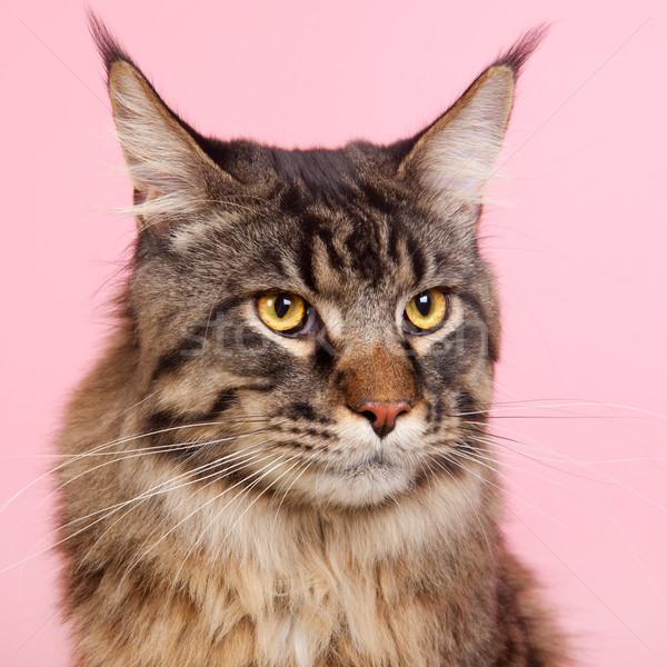 Мэн кошки пастельный розовый портрет цвета Сток-фото © ivonnewierink