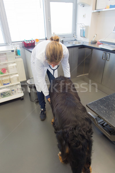 Stock foto: Tierarzt · groß · Hund · hören · Herzschlag