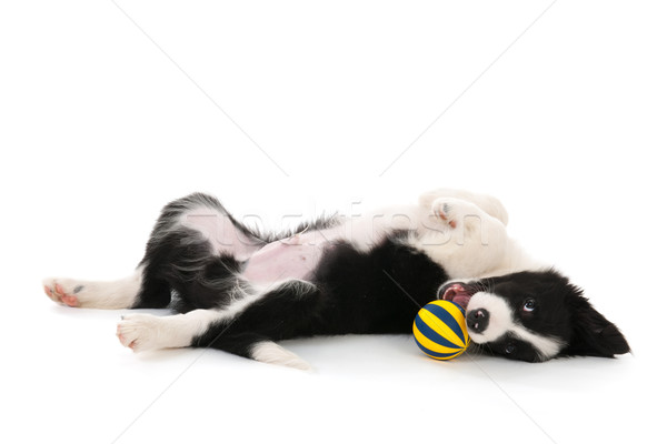 Border Collie puppy Stock photo © ivonnewierink