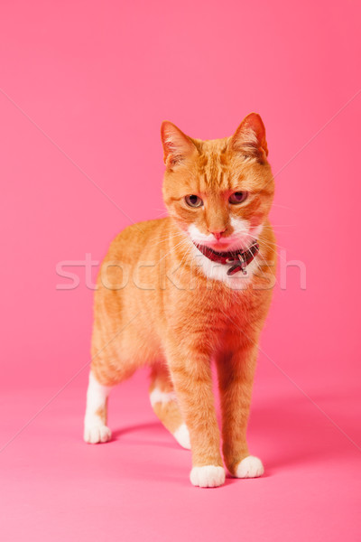 Rojo gato rosa estudio Foto stock © ivonnewierink