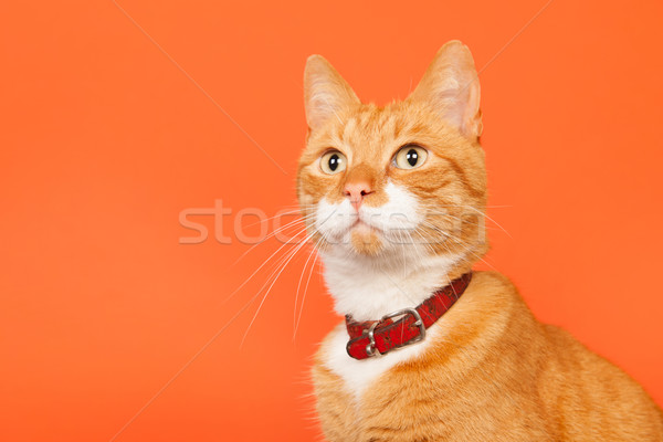 Rot Katze orange halten Arme Stock foto © ivonnewierink