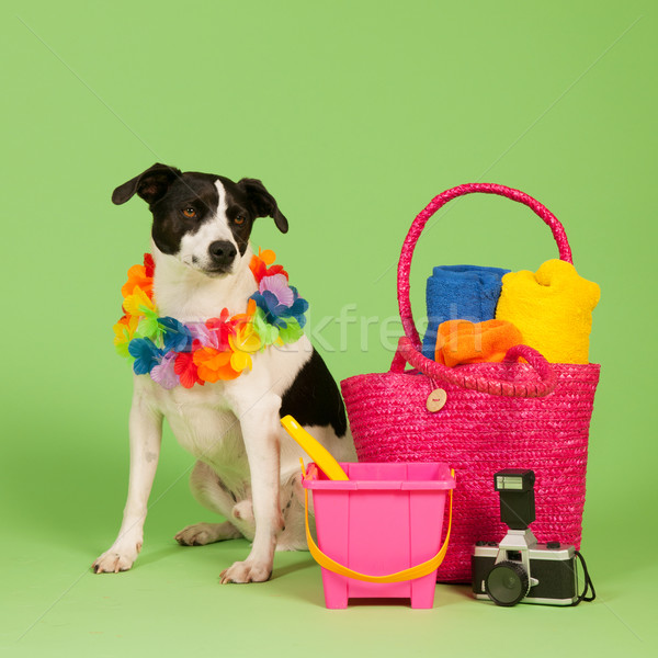 Foto stock: Blanco · negro · perro · vacaciones · cruz · raza · verde