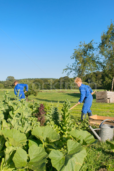 Farm Boys helping in vegetable garden Stock photo © ivonnewierink