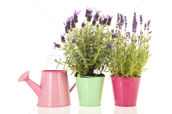 Foto stock: Dois · diferente · lavanda · normal · flores · branco