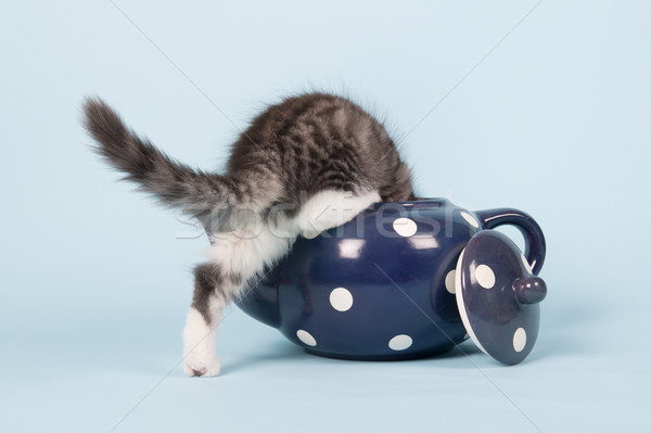 Stockfoto: Maine · kitten · thee · pot · weinig · grappig